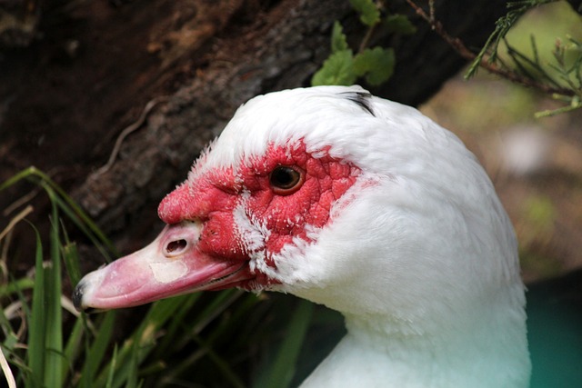 在面对快船 在面对快船